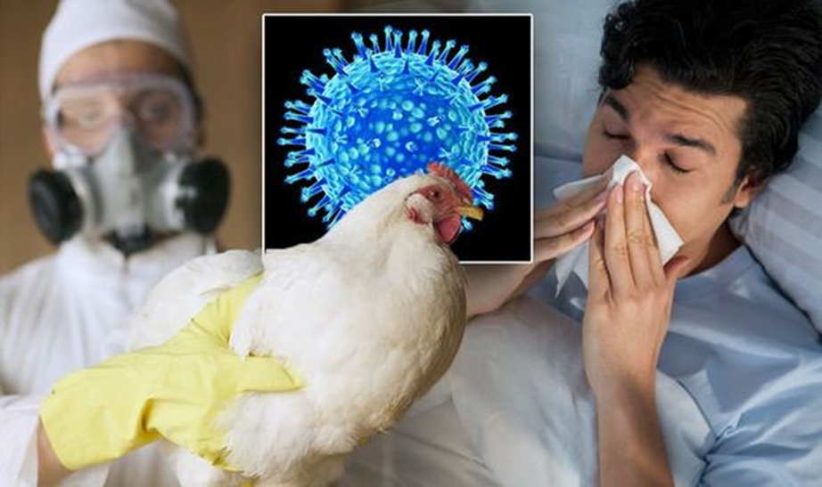 Bài tuyên truyền phòng chống bệnh cúm gia cầm